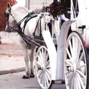 Rosewood Carriage Rides