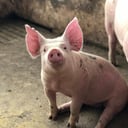 The Truffle Pigs
