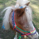 Trick Pony Parties