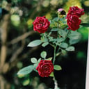 Vibrant Photography