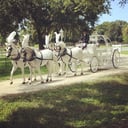 Wind Chase Farm Horse &amp; Carriage