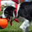 Small thumbnail image for Dazzle Dogzz