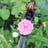 Small thumbnail image for Ensemble Pro Arte