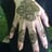 Small thumbnail image for Amber's Henna