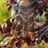 Small thumbnail image for Intuitive Henna