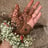 Small thumbnail image for Horizon Henna