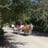 Small thumbnail image for Houston Wedding Horses