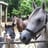 Small thumbnail image for Noah's Landing Petting Zoo &amp; Pony Rides