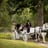 Small thumbnail image for Top Hand Ranch carriage service