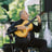 Small thumbnail image for Victor Tarassov Spanish Guitar Flamenco