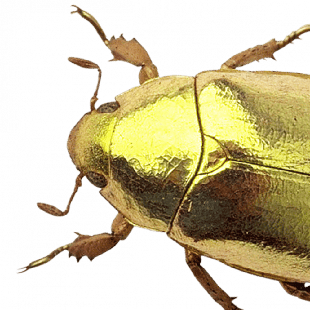 Profile thumbnail image for Dead Bug