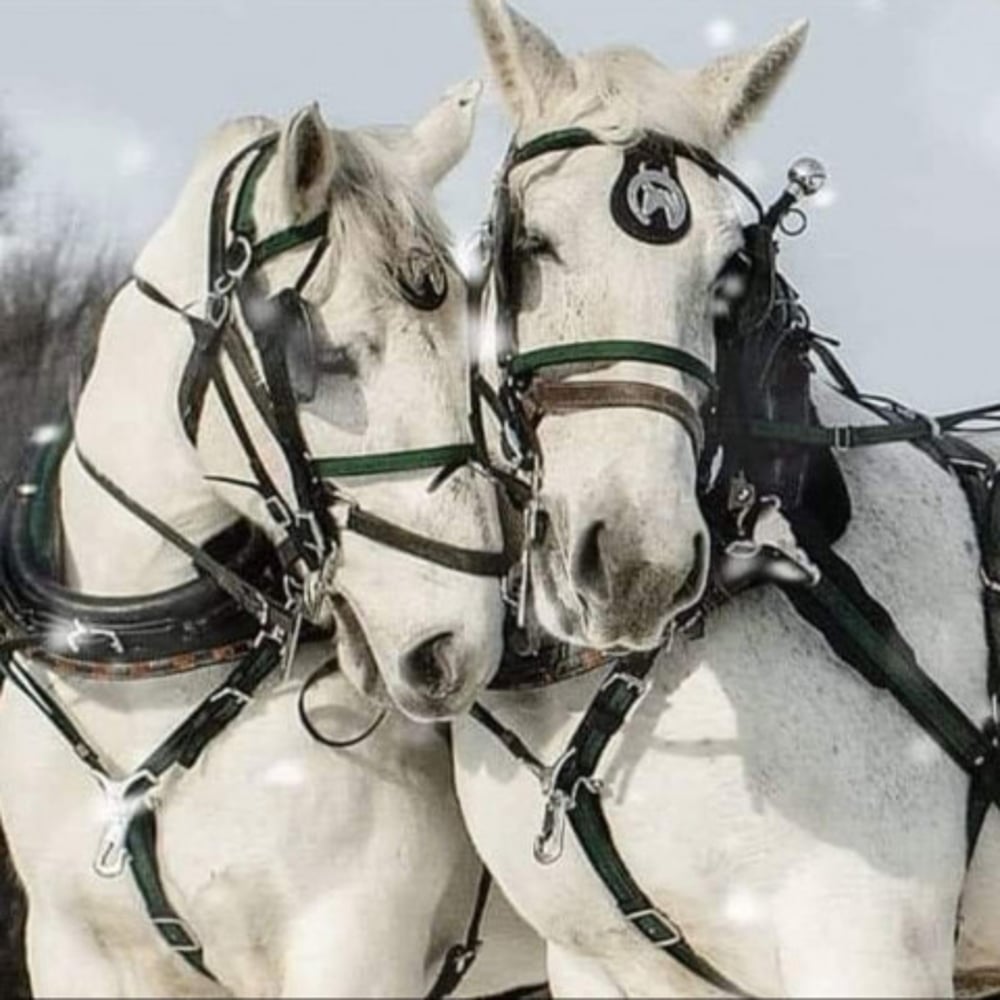 Profile thumbnail image for Horse and Carriage Rides of Central Ma