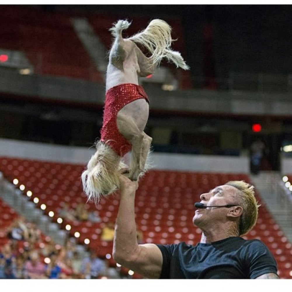Profile thumbnail image for Jump! The Ultimate Dog Show