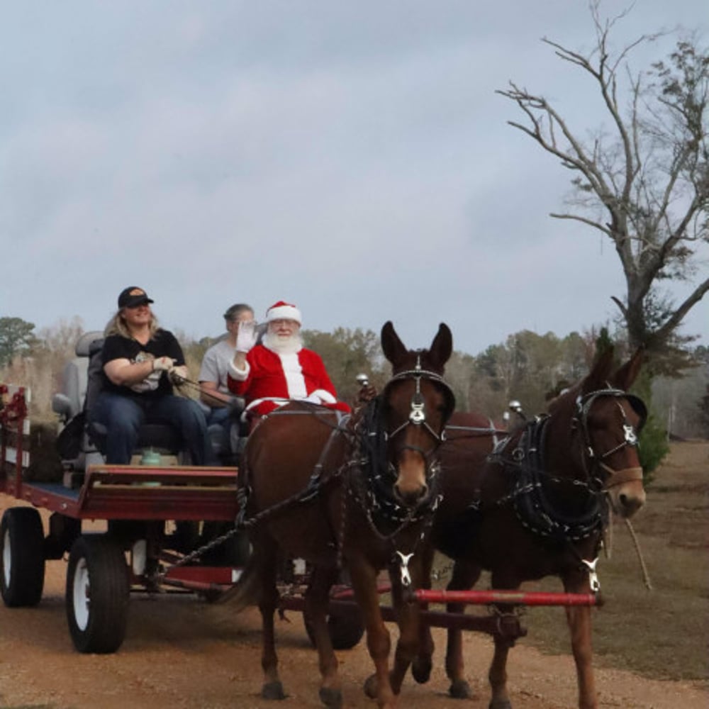 Profile thumbnail image for Mississippi Carriage Company