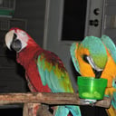 Beauty of Birds