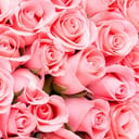 Emily Rose Events