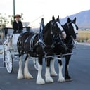 Flying M Clydesdales