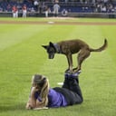 Frisbee and Trick Dog Show