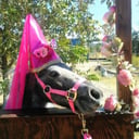 Itty-Bitty Pony Parties