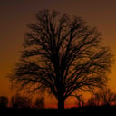 Nature's Perspective Photography