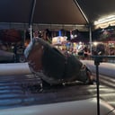 Pbr Rock Bar Bull Riding
