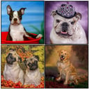 Pets Photography Studio