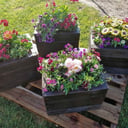 Pots and Posies