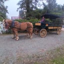 Silver Spur Carriage Company