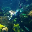 The Mermaids of Lake Pleasant