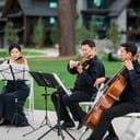 Blue Forest Strings
