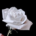 White Rose Oracle LLC