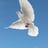 Small thumbnail image for Full Circle Dove Release
