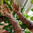 Small thumbnail image for Amaira's henna LLC