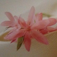Small thumbnail image for reviewer Rebecca N.