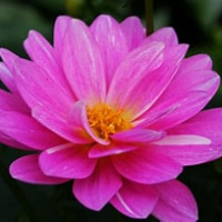 Small thumbnail image for reviewer Carmen C.